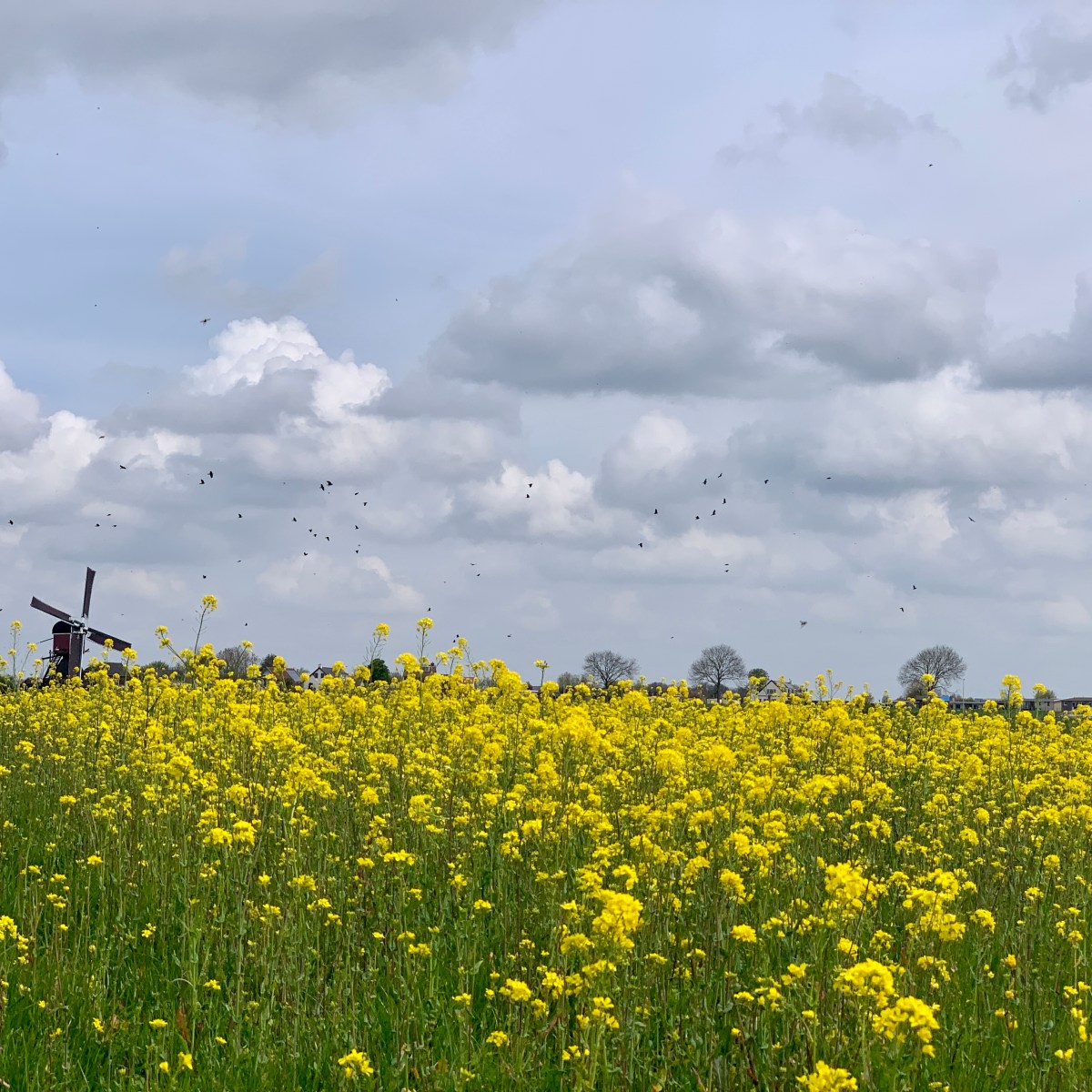 Landschap & Natuur